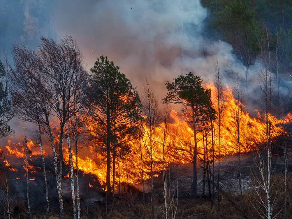 Escola Nacional de Bombeiros disponibiliza Caderno de Sensibilização sobre Incêndios Rurais Escola Nacional de Bombeiros disponibiliza Caderno de Sensibilização sobre Incêndios Rurais