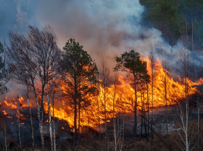 Escola Nacional de Bombeiros disponibiliza Caderno de Sensibilização sobre Incêndios Rurais